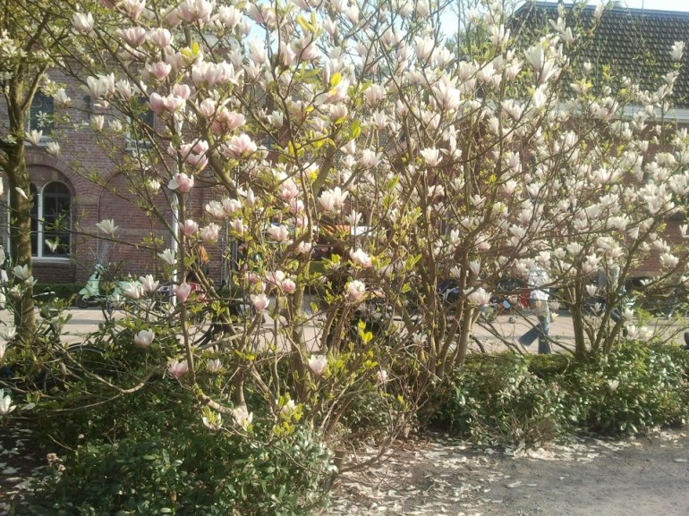 magnolia-westerpark-liberation-day-2013